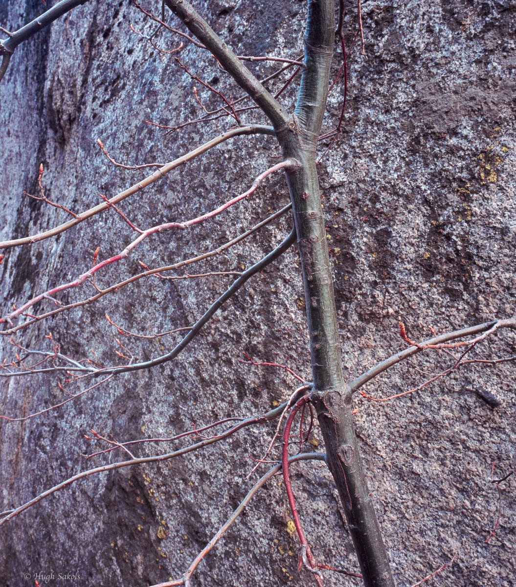 Yosemite Valley-3.jpg