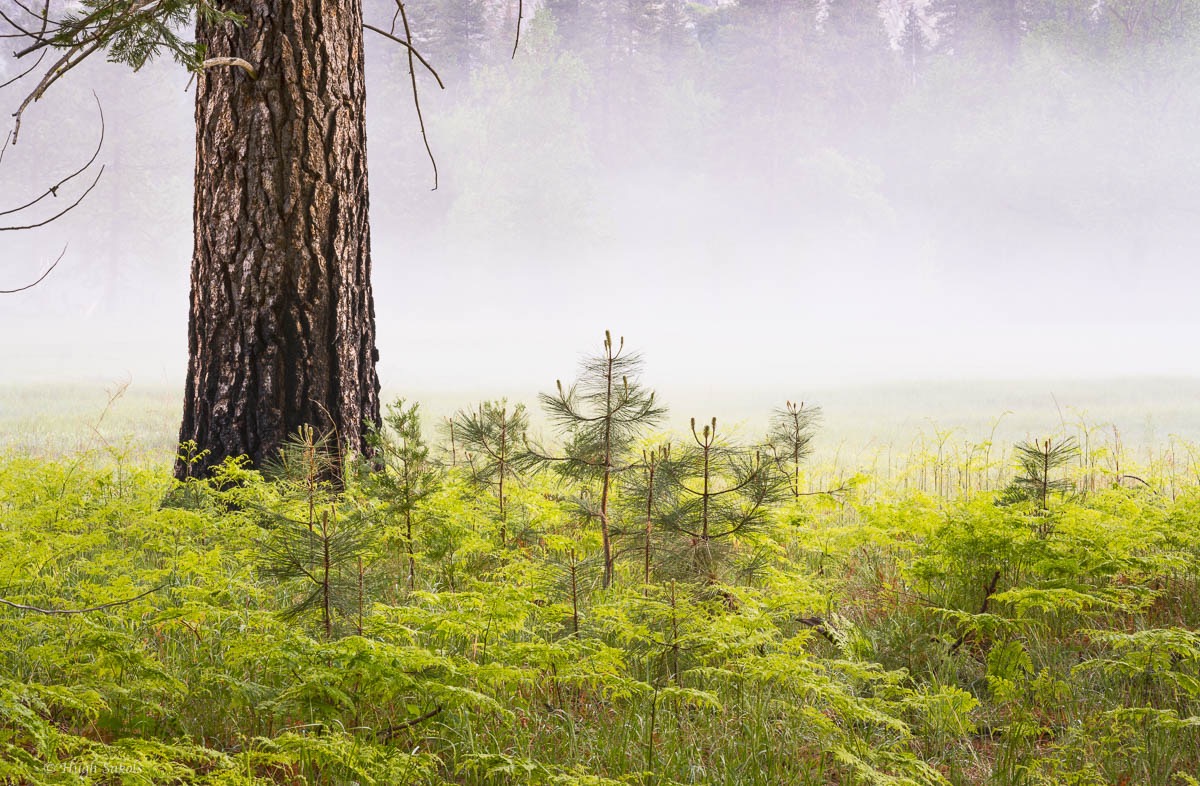 Yosemite Valley-79.jpg