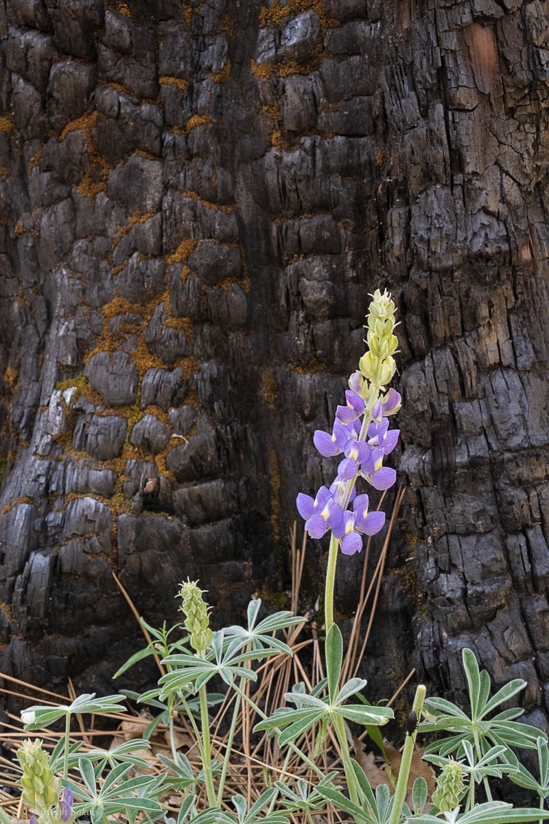 Yosemite Valley-94.jpg