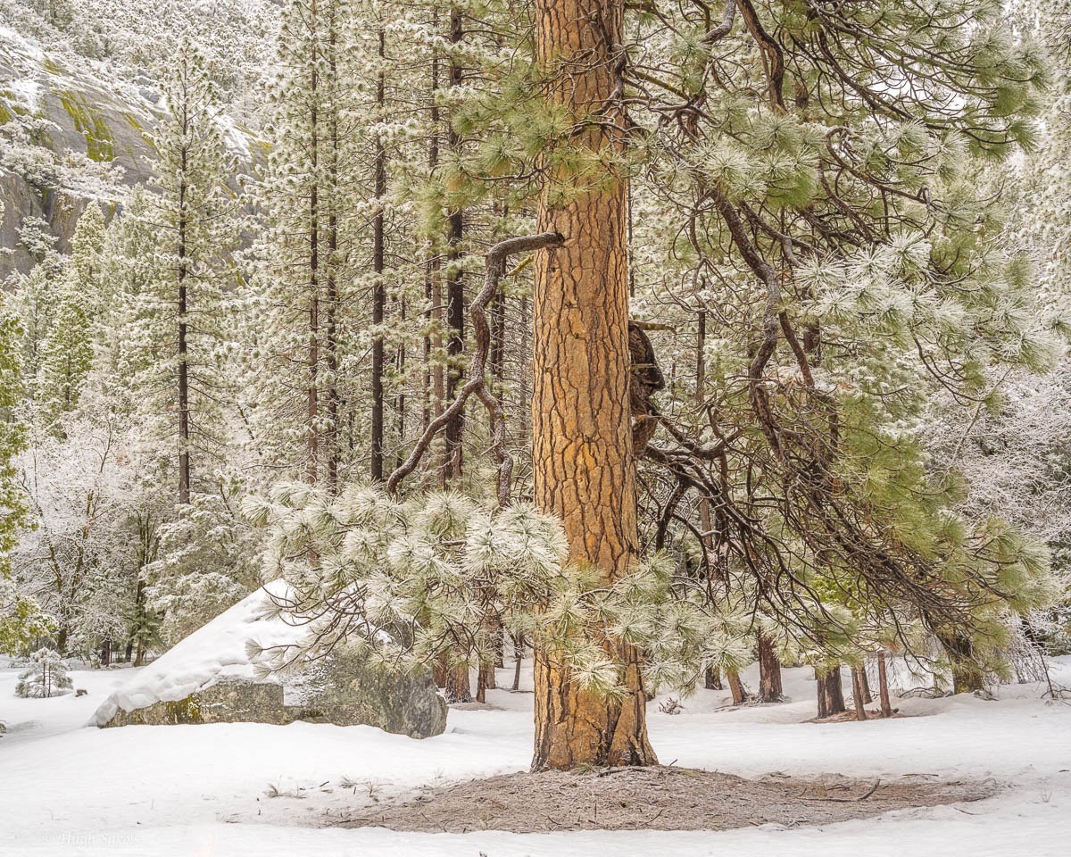 Yosemite Valley-104.jpg