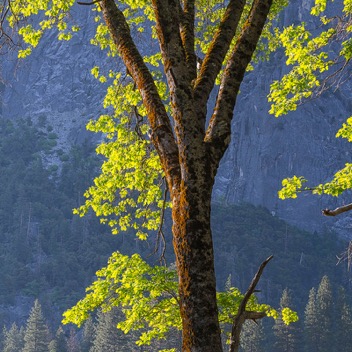 Yosemite Valley-111.jpg