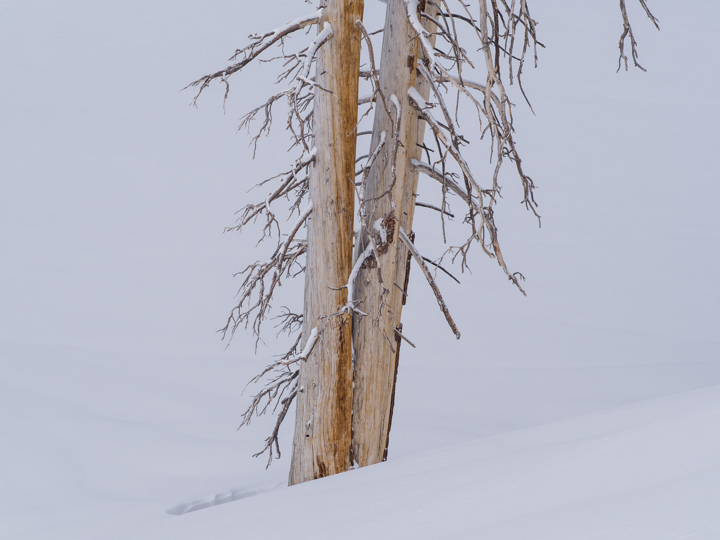 Dead Snag, Ostrander Lake, Yosemite