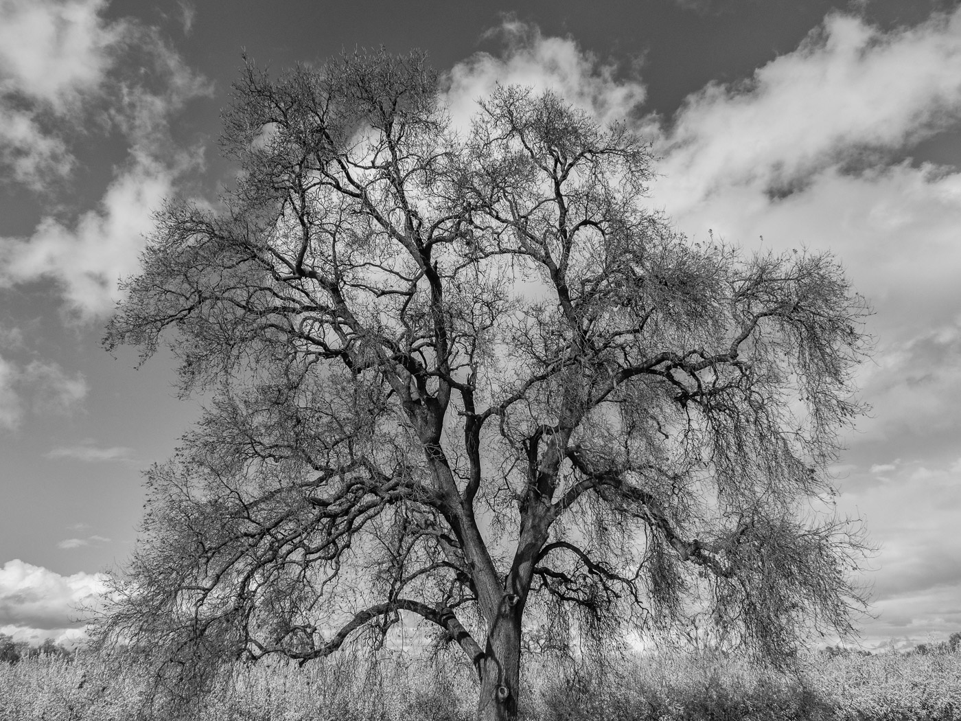 Last March much of the orchards in the Central Valley were flooded.