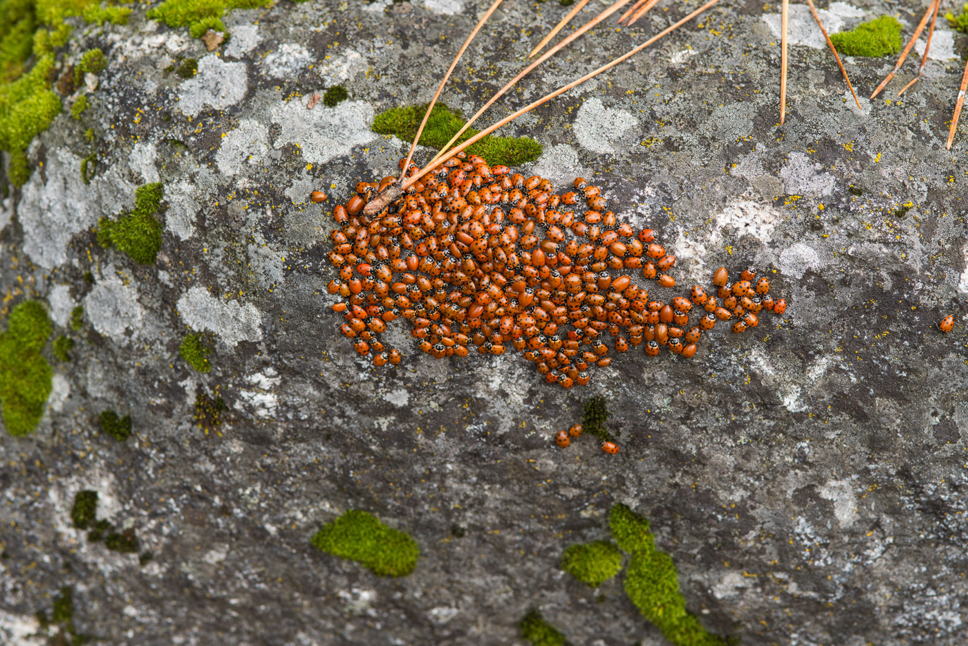 Wintering Lady Bugs, Merced River, Yosemite